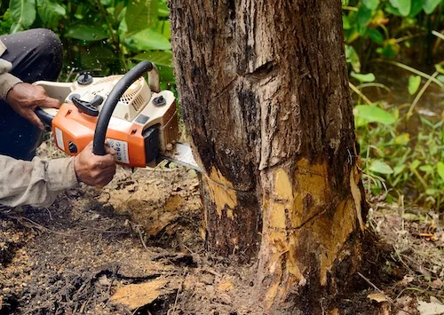 Tree work in Spearwood, Perth